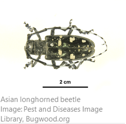 200805.InvasiveSpeciesBrief.1.png